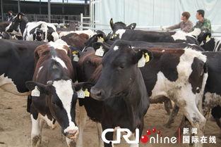 奶牛在线观看,揭秘牧场生活新体验