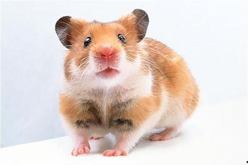 鼠祸完整版在线播放,惊悚全纪实，在线惊悚巨制完整版揭秘