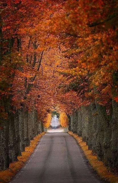 秋天路在线播放,在线欣赏路在线的浪漫秋色