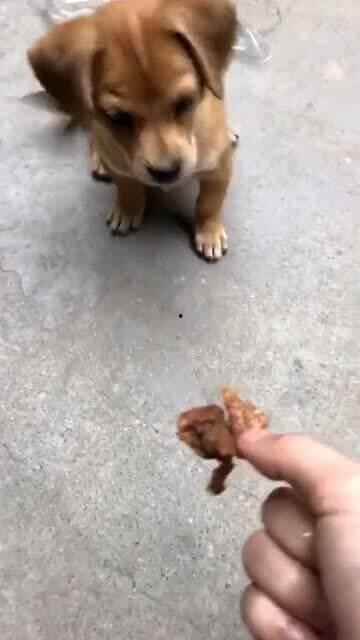 老二狗的外婆爆料视频下载,独家内幕大公开