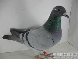 种信鸽的调养视频,跟随视频学习专业养护方法