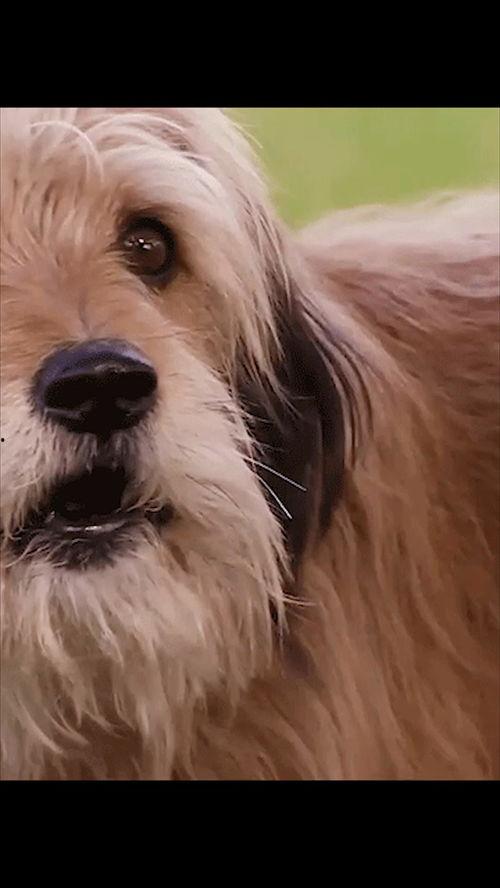 妹妹av和动物,妹妹与动物的奇幻冒险之旅