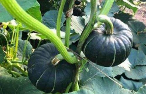 韩城吃瓜事件网红是谁呀