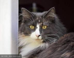 雌猫们在线观看,捕捉喵星人的屏幕魅力